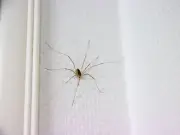 Wipe Lavender Oil on Doorframes to Deter Spiders This Summer