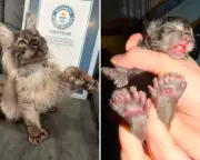 Wisconsin kitten with 29 toes breaks Guinness World Record