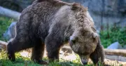 Woman, 71, killed by black bear in her California home