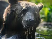 Woman, 71, Mauled to Death by Black Bear in Her California Home