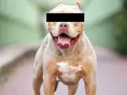 Woman accused of sex acts with XL Bully fails to appear in court