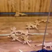 Woman caught with 116 lizards hidden in jacket at Russian border