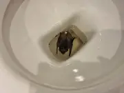 Woman Finds Huge Bat Floating in Toilet Bowl During Heatwave