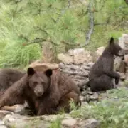 Woman in her 80s attacked by bear that broke into her home