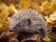 Woman rescues hedgehog heading towards busy road at 8am