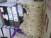 Woman Returns to Find Giant Wasp Nest in Office