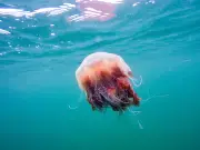 Woman Stung by Jellyfish in Eye off North Wales Coast