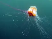 Woman stung in eye by jellyfish off Anglesey beach