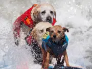 World Dog Surfing Championships Cut Short by Rough Seas