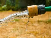 Yellow Lawns Can Grow Back Greener With 1 Simple Task in August