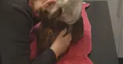 Yorkshire Vet star in tears over heartbreaking decision to put down Belgian hare