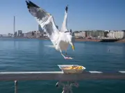 Young Brits Ditch Seaside Days: Phones, Seagulls, Toilets Cited