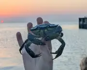 Young country diary: Crabbing then fish and chips – a perfect beach day