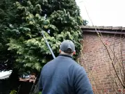 Your legal rights if a neighbour cuts down your tree