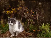 Your legal rights if a neighbour's cat uses your garden as a toilet