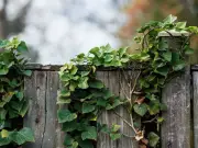 Your legal rights on neighbour's tree branches and roots
