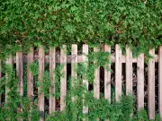 Your legal rights over a neighbour's overhanging branches