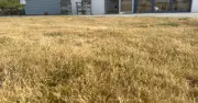 Your legal rights to water plants during a hosepipe ban