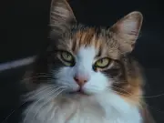 Your legal rights when a neighbour's cat enters your home
