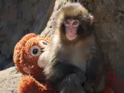 Zoo's Emotional Update on Punch the Monkey Brings Fans to Tears