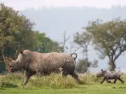 ZSL zoos close early as UK heatwave hits 38C