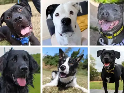 25 dogs at Dogs Trust Darlington waiting for forever homes
