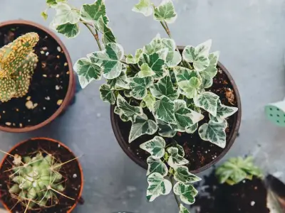 3 houseplants that absorb damp and mould in UK homes
