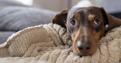 7 Low-Maintenance Dog Breeds Ideal for Busy Pet Lovers