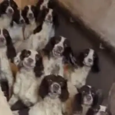 84 dogs rescued from faeces-covered home find new owners