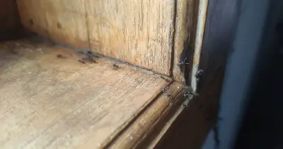 85p Cinnamon Trick to Keep Ants Out of Your Home