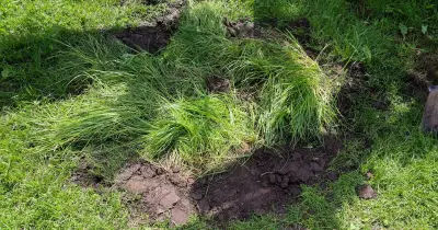 Alan Titchmarsh shares tips to repair brown and patchy lawns