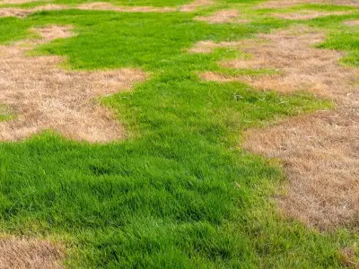 Alan Titchmarsh's autumn lawn care tips to fix brown and patchy grass