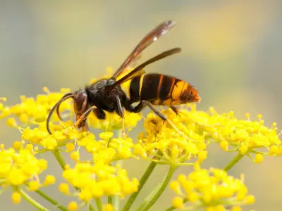 Asian hornet warning: pick up fallen fruit to deter invasive species