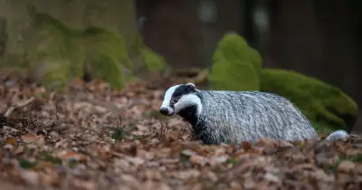Badgers in Your Garden: Key October Tips to Attract Them