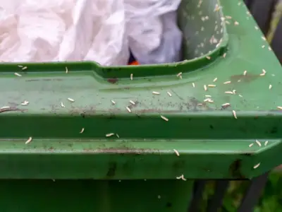 Binman shares simple trick to stop maggots in wheelie bins
