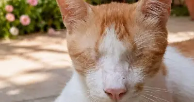 Blind kitten rejected by 22,000 people in adoption appeal