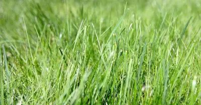 Boost Lawn Growth Naturally with Coffee Grounds This Autumn