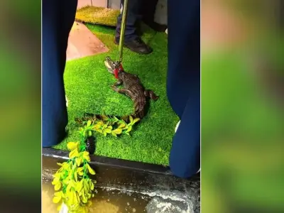 Caiman seized from semi-detached house in Hale, Greater Manchester