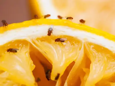 Chef shares DIY four-ingredient trap to banish fruit flies for good