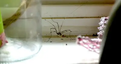 Common household item attracting spiders into homes, experts warn