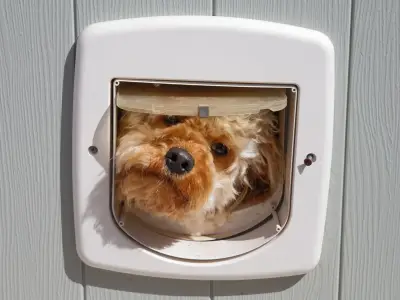 Dog owners urged to try simple front door trick to stop constant barking