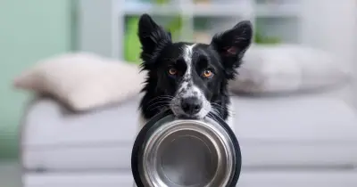 Dog supplements recalled over salmonella contamination fears