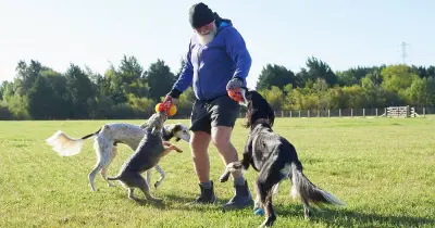 Dog trainer warns spaniels may not suit busy family homes