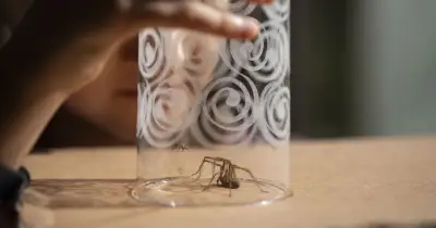 Experts Reveal Simple Ingredient to Keep Spiders Away from Home