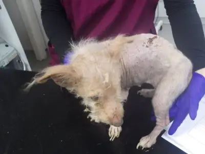 Family banned from keeping animals after three Jack Russells neglected