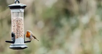 Feed Robins This Kitchen Cupboard Snack to Keep Them in Your Garden