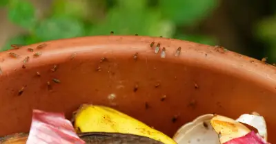 Five steps to banish fruit flies from your home this September
