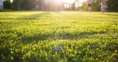 Garden lawns will grow back thicker if September rule is followed
