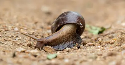 Gardener shares garlic trick to keep snails out of your garden for good