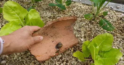 Gardeners urged to act now to stop 5 common pests invading gardens this winter